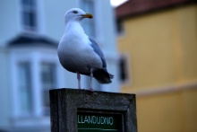 A seagull in Llandudno