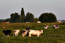 Crowds, and some cows, watch the action