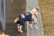 Japanese Dog