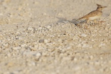 A bird in the sand