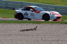 Ducks with the car of Michael Crees Ginetta G40