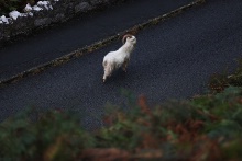A goat on the Great Orme