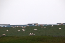 Sheep at Donington Park