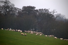 Sheep at Donington Park